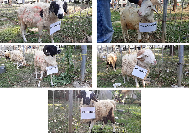 Sheep donated by the cooperative zone and enterprises entering the park